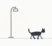 Black cat